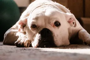 A white bulldog lying on the floor with a relaxed expression. jigsaw puzzle