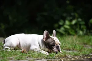 A French Bulldog lies comfortably in a sunny backyard, enjoying the warm weather. jigsaw puzzle