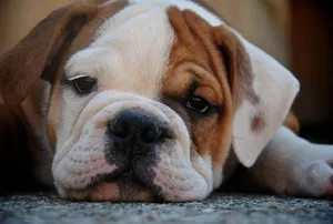Charming close-up of a resting bulldog puppy showcasing cuteness and tranquility. jigsaw puzzle