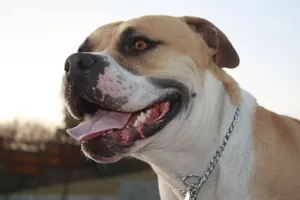 Friendly American Bulldog smiling outdoors with a chain collar. jigsaw puzzle