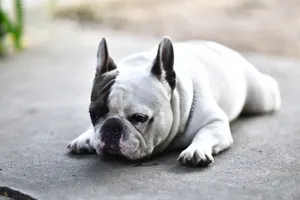 French Bulldog resting on a sunny pavement, showcasing relaxed pet demeanor. jigsaw puzzle
