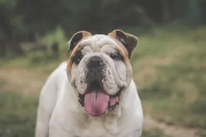 Friendly English bulldog enjoying a day outdoors in Ukraine, tongue out and playful. jigsaw puzzle