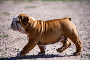 Adorable English Bulldog puppy walking confidently on a sunny outdoor path. jigsaw puzzle
