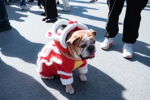 Bulldog dressed in red costume stands among people at an outdoor festival. jigsaw puzzle