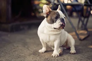A charming French Bulldog sits attentively outside on a concrete surface. jigsaw puzzle