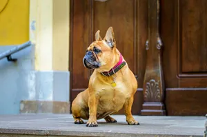 Calm French Bulldog patiently sitting on a step, gazing away, near a wooden door. jigsaw puzzle