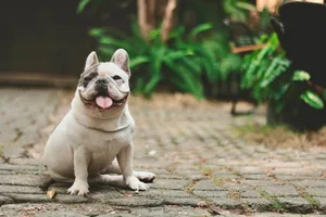 Happy French Bulldog with tongue out sitting on cobblestone path during the day. jigsaw puzzle