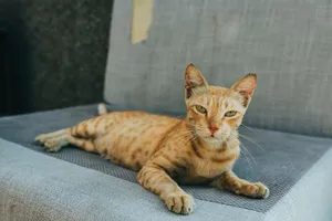 A ginger cat lounges comfortably on a gray sofa indoors, embodying a sense of relaxation and contentment. jigsaw puzzle