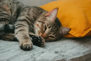 A relaxed tabby cat lying on a bed near a vibrant orange pillow, exuding comfort. jigsaw puzzle