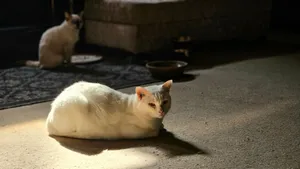 A peaceful white cat lounging indoors on a carpet, bathed in warm sunlight while another cat sits nearby. jigsaw puzzle