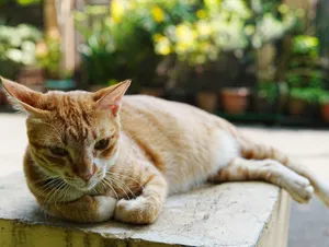 A ginger cat comfortably resting on a stone surface in an outdoor setting surrounded by greenery. jigsaw puzzle