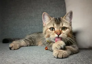 Adorable tabby cat licking paw, wearing a bell collar, and relaxing on a gray couch indoors. jigsaw puzzle