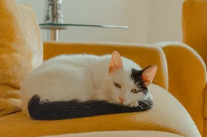 A serene black and white cat resting comfortably on a yellow sofa indoors. jigsaw puzzle