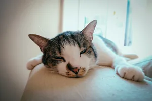 A cute domestic cat resting comfortably on a couch inside a bright room. jigsaw puzzle