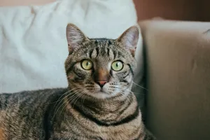 Detailed portrait of a tabby cat lounging on a soft couch indoors. jigsaw puzzle