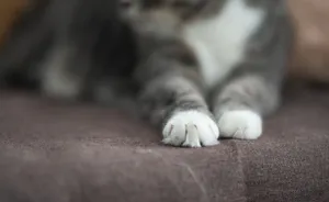 A cozy close-up of a cat's paws resting comfortably indoors. jigsaw puzzle