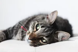 Close-up of a relaxed tabby cat lying on a white couch in a well-lit indoor setting. jigsaw puzzle