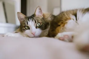 A fluffy tabby cat lying indoors with its eyes staring gently, creating a cozy ambiance. jigsaw puzzle
