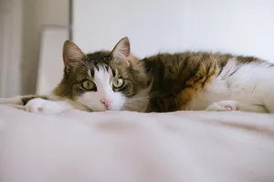 A fluffy domestic cat lounging comfortably on a soft bed with a relaxed expression. jigsaw puzzle