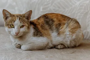 Adorable calico cat lounging indoors, captured in warm tones for a cozy feel. jigsaw puzzle