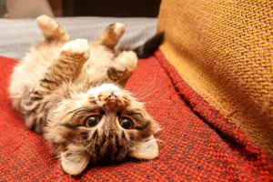 Cute tabby kitten lying on its back on a cozy blanket indoors. Perfect pet photography. jigsaw puzzle