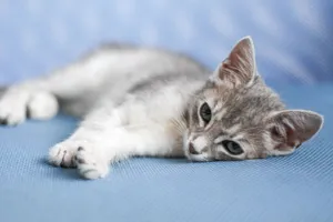 A cute kitten resting on a textured blue fabric. Perfect for pet lovers. jigsaw puzzle