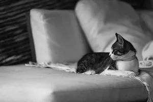 A serene black and white photo of a cat lounging on a comfortable sofa. jigsaw puzzle