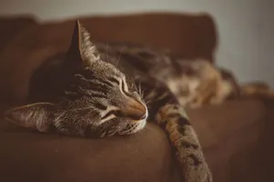 A serene tabby cat lays sleeping on a soft couch indoors, showcasing tranquility. jigsaw puzzle