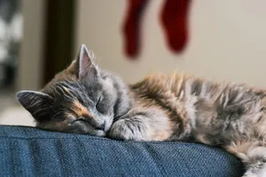 Relaxing tabby cat peacefully sleeping on a cozy sofa indoors. jigsaw puzzle