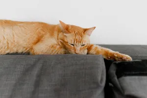 An orange tabby cat comfortably relaxing on a grey sofa indoors, depicting calmness and serenity. jigsaw puzzle