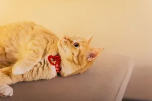 Charming ginger cat with a red collar relaxing indoors, showcasing feline elegance and warmth. jigsaw puzzle