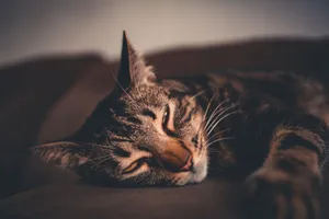 A cozy domestic tabby cat sleeping peacefully indoors with soft focus on whiskers. jigsaw puzzle