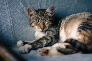 A peaceful tabby cat sleeping on a textured blue sofa indoors, showcasing its furry details. jigsaw puzzle