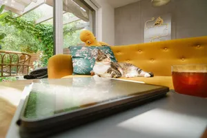 Bright living room with a cat lounging on a mustard sofa next to a tablet and a cup of tea. jigsaw puzzle