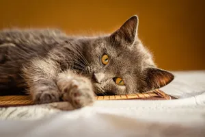 A fluffy gray cat lounging on a sunny surface, exuding comfort and warmth. jigsaw puzzle