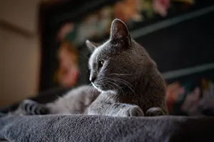 A gray cat peacefully resting on a dark blanket with a floral background, exuding tranquility. jigsaw puzzle