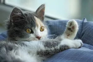 Charming calico cat resting on a soft blue blanket indoors in Istanbul. jigsaw puzzle