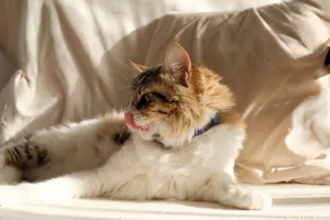 A fluffy cat lounges in sunlight, licking its lips on a cozy sofa. jigsaw puzzle