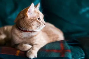 Close-up of a cute tabby cat lying on a colorful blanket with soft lighting indoors. jigsaw puzzle