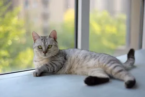A serene gray tabby cat lounging by a bright window, enjoying a peaceful day indoors. jigsaw puzzle