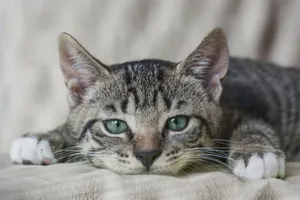 A serene tabby cat lying down with green eyes focused on the camera indoors. jigsaw puzzle