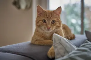 A cute ginger cat lounging on a cozy sofa indoors, perfect for pet lovers. jigsaw puzzle