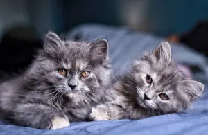 Two fluffy gray kittens lounging on a soft surface, exuding cuteness and warmth. jigsaw puzzle