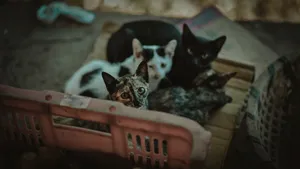 Adorable group of kittens looking up from a basket, captured in soft daylight. jigsaw puzzle