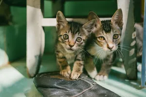 Two adorable tabby kittens curiously look out from under a chair indoors. jigsaw puzzle