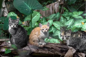 Three kittens sit on a wooden log surrounded by lush green foliage in an outdoor garden setting. jigsaw puzzle