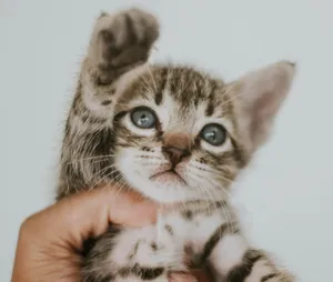 Close-up of a cute kitten being held, with a playful paw raised, showcasing its curious nature. jigsaw puzzle