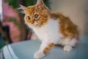 Close-up of a fluffy orange and white kitten exploring outdoors on a sunny day. jigsaw puzzle