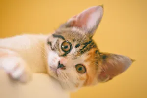 Charming close-up of an adorable tabby kitten with bright eyes and expressive whiskers. jigsaw puzzle