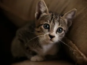 Charming tabby kitten with captivating blue eyes peeking out from a cozy spot. jigsaw puzzle
